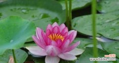 揭示荷花对人们生活的深远影响与启示 荷花的象征意义与寓意