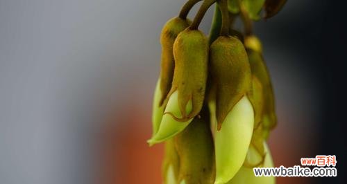 揭开禾雀花的神秘面纱——一朵娇美的花的花语 禾雀花的花语与意义