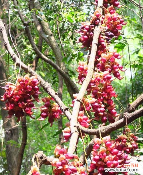 揭开禾雀花的神秘面纱——一朵娇美的花的花语 禾雀花的花语与意义