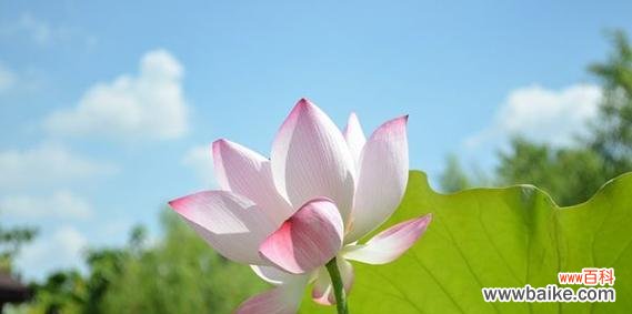 探寻荷花花语的神秘之美 荷花的花语及其意义