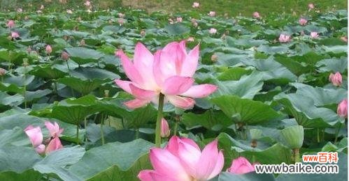 探寻荷花花语的神秘之美 荷花的花语及其意义