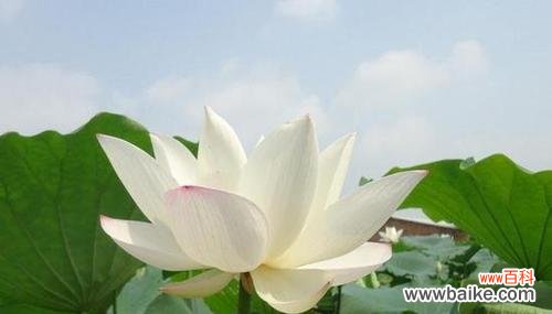 探寻荷花花语的神秘之美 荷花的花语及其意义