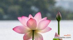 揭示荷花的寓意与美丽绽放 荷花的象征意义与美