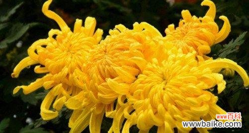 菊花的花语和寓意象征着什么意思？如何理解菊花的文化含义？