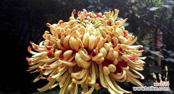 菊花的花语和寓意象征着什么意思？如何理解菊花的文化含义？