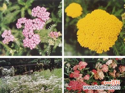 菊科代表植物有哪些特征?它们的共同特点是什么?