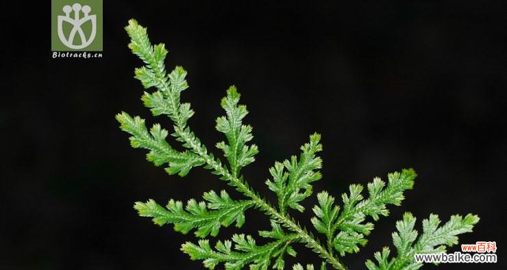 卷柏的花语是什么？卷柏的寓意有哪些常见问题解答？