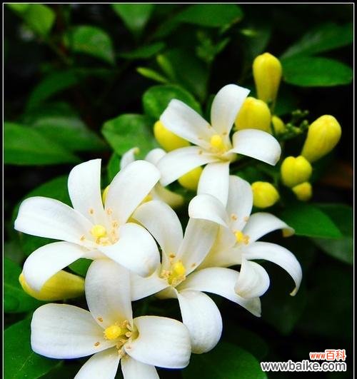 九里香的寓意和象征风水是什么?如何在家居风水中应用?