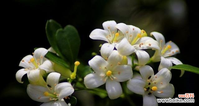 九里香的寓意和象征风水是什么?如何在家居风水中应用?