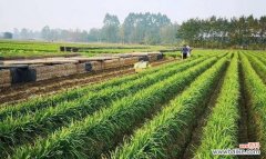 韭菜的风水寓意是什么？最佳种植位置在哪里？