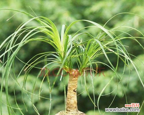 酒瓶兰开花预示着什么意思？如何解读其象征意义？