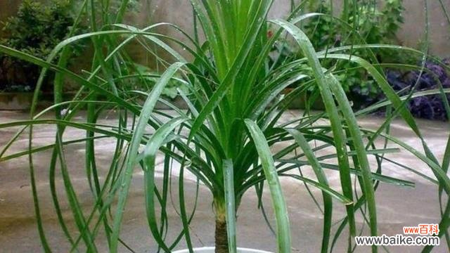 酒瓶兰开花预示着什么意思？如何解读其象征意义？