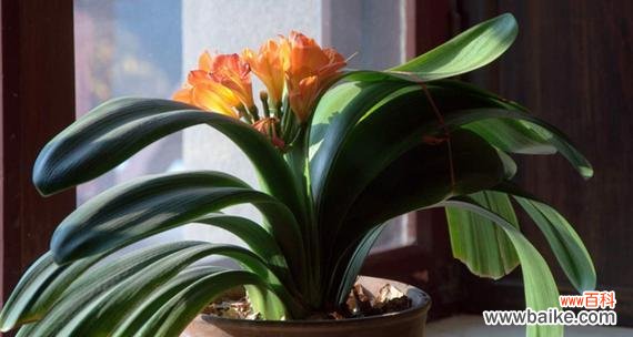 君子兰象征意义是什么？它代表着哪些寓意？