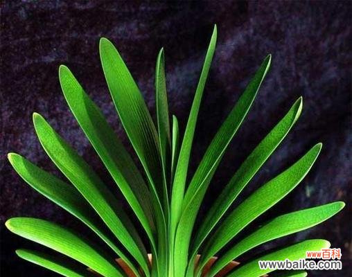 君子兰花语和寓意是什么意思？如何正确理解君子兰的象征意义？