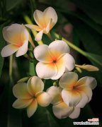 鸡蛋花掉叶子怎么办