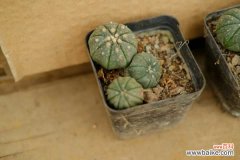 星兜仙人掌瘦了怎么办