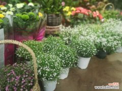 满天星叶子干枯怎么办