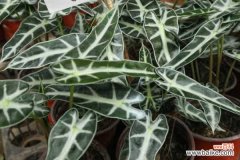 黑叶观音莲烂叶怎么办