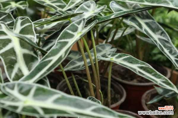 黑叶观音莲烂叶怎么办