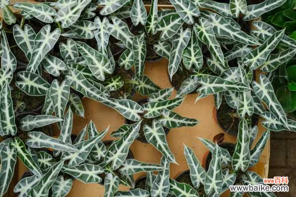 黑叶观音莲烂叶怎么办