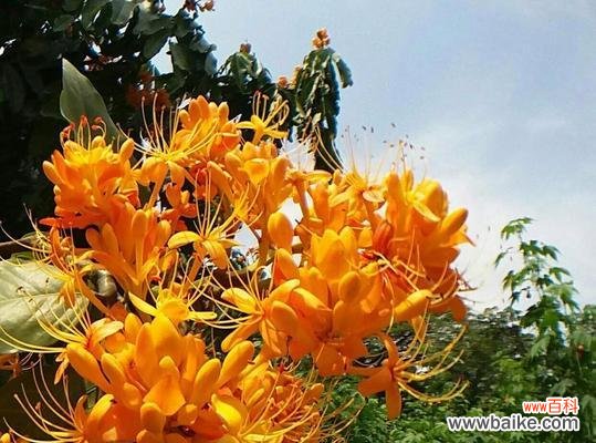 探索无忧花背后的意义与象征 无忧花的花语