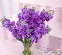 探究紫色紫罗兰代表的意义 紫罗兰花语的含义