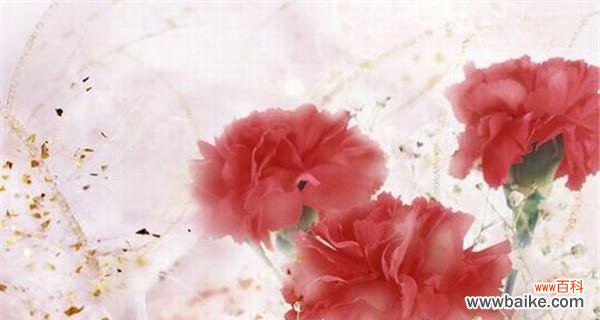 了解康乃馨所代表的含义,为你送上心意满满的礼物 康乃馨花语大全