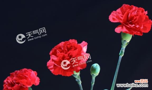 了解康乃馨所代表的含义,为你送上心意满满的礼物 康乃馨花语大全
