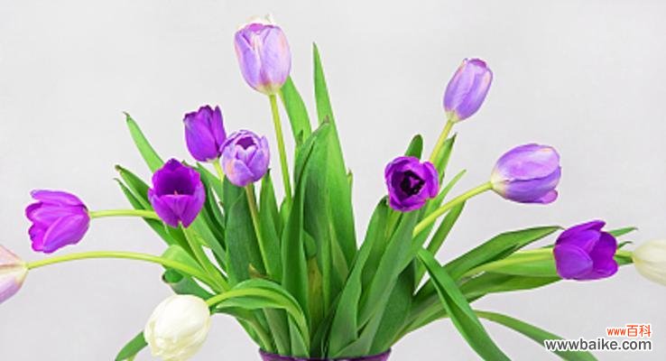 探寻郁金香花语背后的含义 郁金香，生命与爱的象征