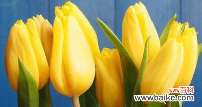 探寻郁金香花语背后的含义 郁金香，生命与爱的象征