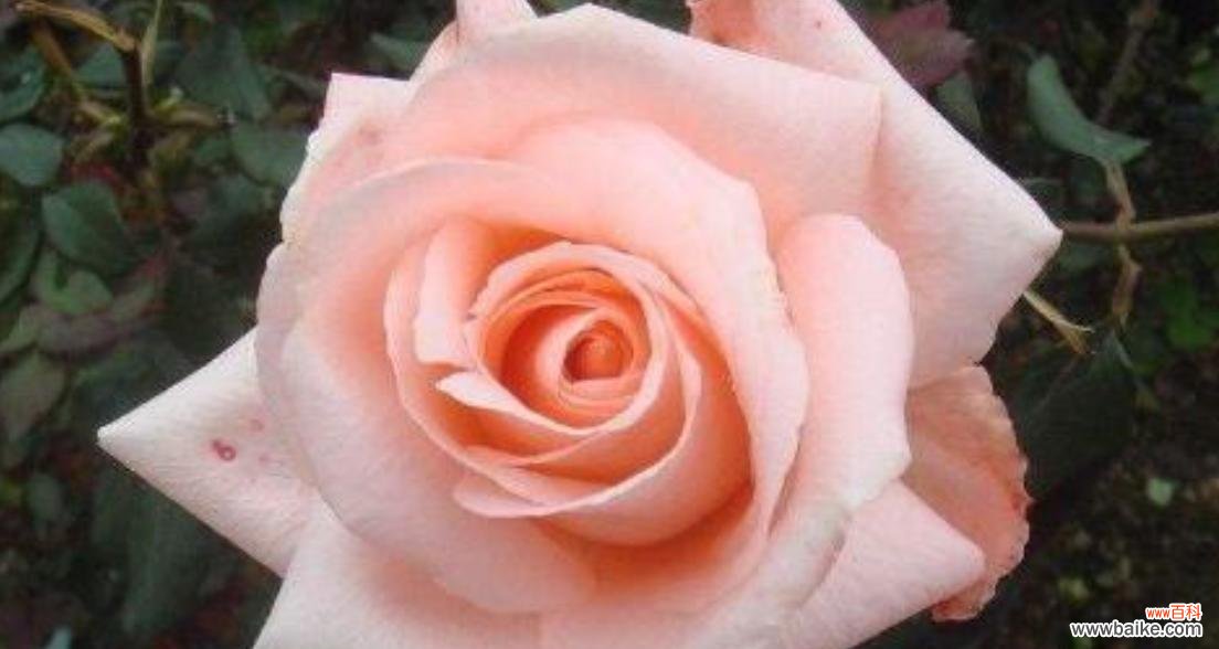 了解花语,传递心意 玫瑰花语大揭秘