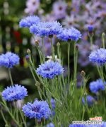 探寻矢车菊的情感内涵 矢车菊花语的意义与传承