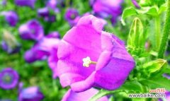 探寻紫色风铃草花语的奥秘 紫色风铃草的花语