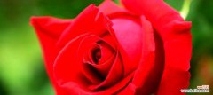 探索不同颜色玫瑰的含义 玫瑰花语的奥秘
