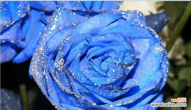 探究花语、色彩和寓意,让碎冰蓝玫瑰更美丽 碎冰蓝玫瑰的花语与寓意