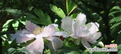 探寻白牡丹所传达的情感和意义 白牡丹花语的深刻内涵