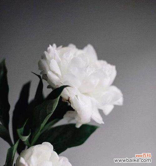 探寻白牡丹所传达的情感和意义 白牡丹花语的深刻内涵