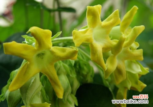 夜来香花语:幸福、美好、独立