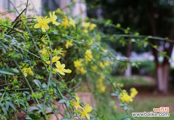 迎夏和迎春花的区别：迎夏先叶后花/迎春先花后叶