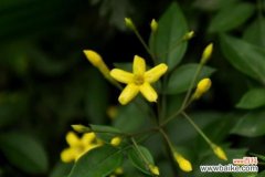 迎夏和迎春花的区别：迎夏先叶后花/迎春先花后叶