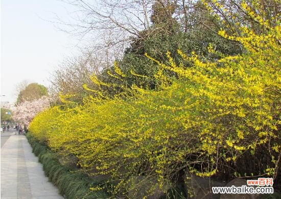 迎夏和迎春花的区别：迎夏先叶后花/迎春先花后叶