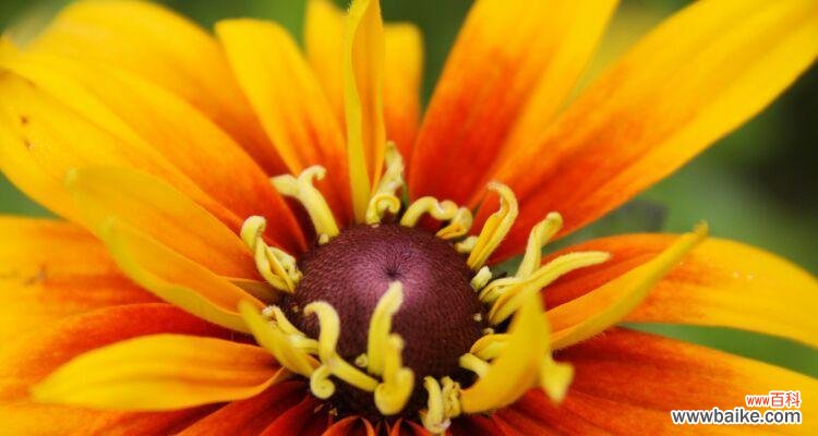 探寻黑心菊的深层内涵 黑心菊的花语与寓意