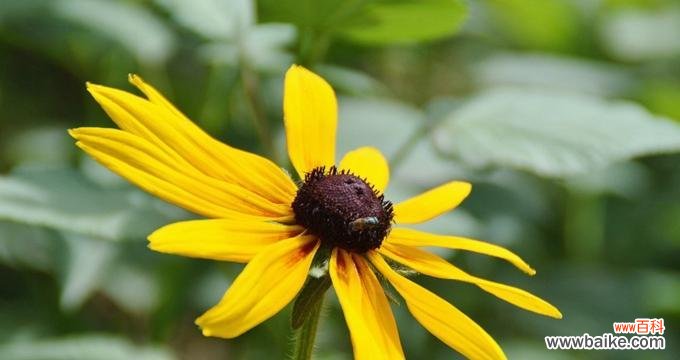 探寻黑心菊的深层内涵 黑心菊的花语与寓意