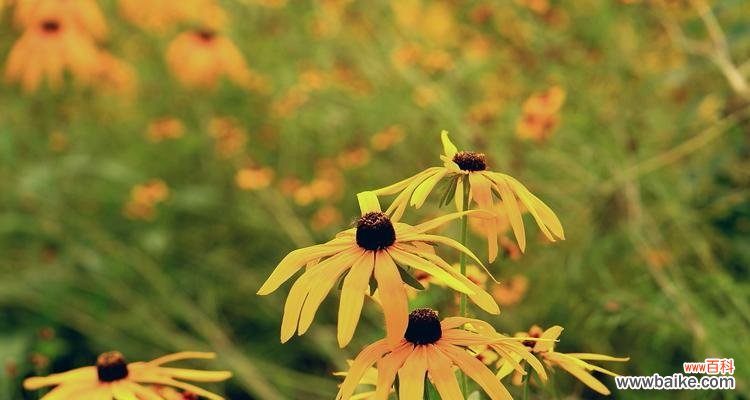 探寻黑心菊的深层内涵 黑心菊的花语与寓意