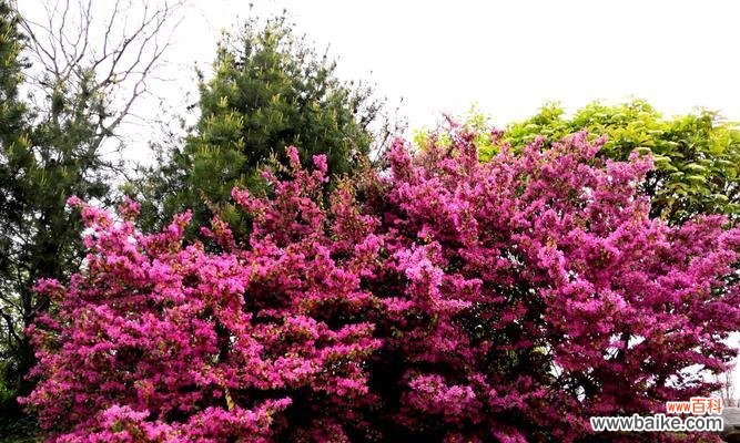 探寻红花继木的象征意义与文化内涵 红花继木的寓意是什么