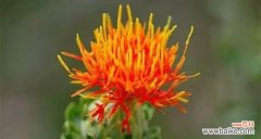 解读红花忍冬的美丽与深意 红花忍冬的花语与寓意