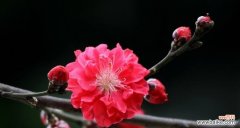 探究红叶碧桃花语 红叶碧桃花的寓意与美丽