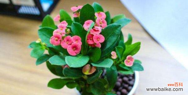 传承坚毅与美丽的虎刺梅花 虎刺梅花的寓意和象征