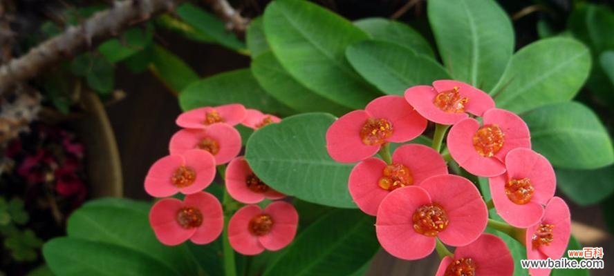 传承坚毅与美丽的虎刺梅花 虎刺梅花的寓意和象征