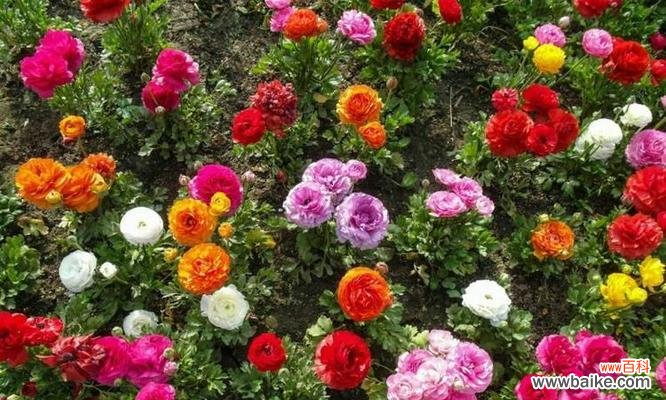 美丽如花的爱情悸动 花语探秘